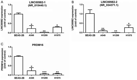 Linc00982 1 Linc00982 2 And Prdm16 Expression In Luad Cell Lines In Download Scientific