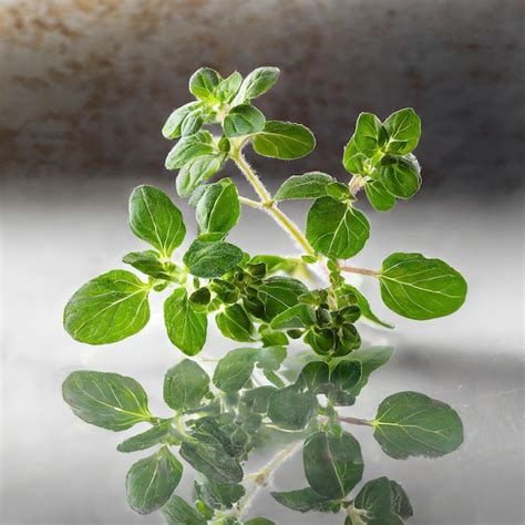 Premium Photo Oregano Or Marjoram Leaves Isolated On White Background