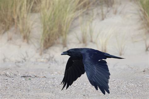 Common Raven — Sacramento Audubon Society