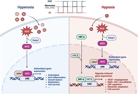 Frontiers Intermittent Hypoxia Conditioning As A Potential Prevention