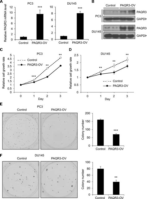 Paqr Overexpression Reduces Cell Proliferation And Colony Formation In