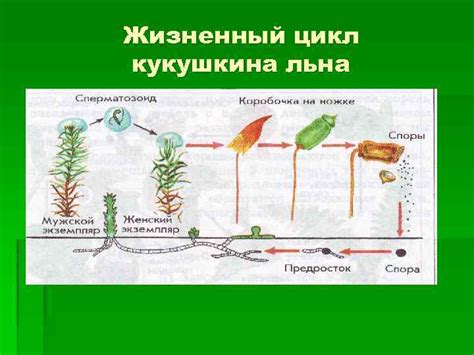 Основные группы растений Эволюция растительного мира Таксоны