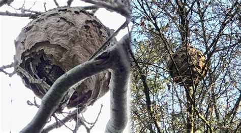 "Surprise" as hornet hunters find first nest of the year | Bailiwick Express Jersey