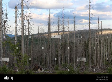 Bavarian Forest National Park Stock Photo - Alamy