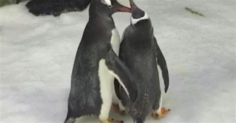 Same Sex Penguins Raise A Baby Chick CBS News