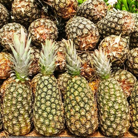 Ananas Comosus Abacaxi Biologia Da Paisagem