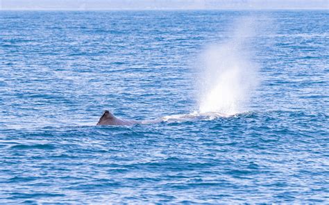 Giant Sperm Whale Spout Ernest Teo Flickr