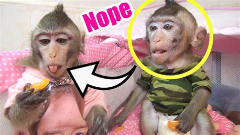 Whats Happened On Monkey Too When See Monkey Jojo Do Like This Youtube