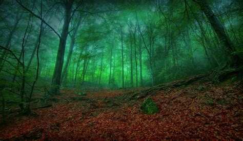 K K Autumn Forests Trees Foliage Hd Wallpaper Rare Gallery