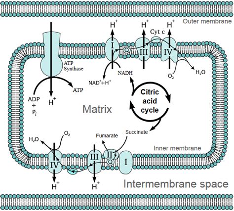 Electron Transport Chain In The Mitochondria Coupled To The Tca Figure