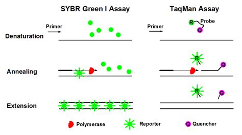 Schematic Diagrams Of SYBR Green I And TaqMan Assays During PCR