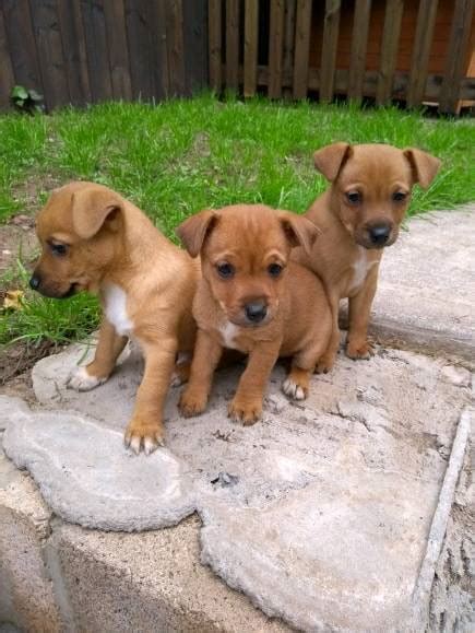 Jack Russell Puppies In Lydney Gloucestershire Gumtree