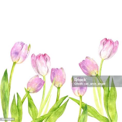 tulip merah muda cat air ilustrasi stok  gambar  alam