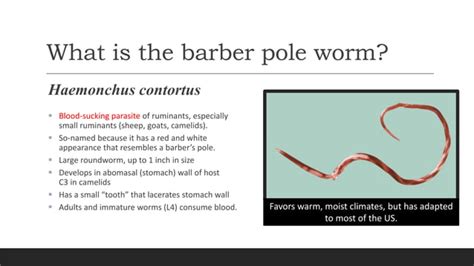 Barber Pole Worm 1 Killer