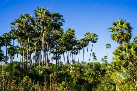 carnauba palm or carnaubeira or copernicia prunifera - palmtree native ...