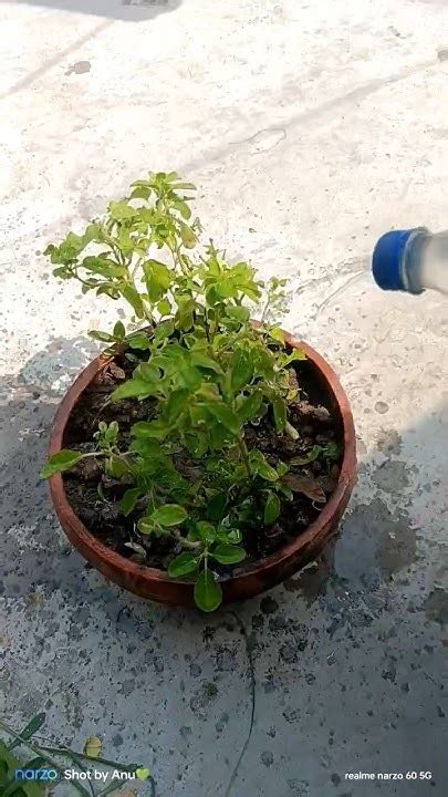 তুলসী গাছের সম্বন্ধে ভালোভাবে জেনে নিনgardening ভার্মিকম্পোস্ট