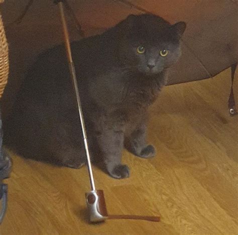 Chonky Boi Rcats
