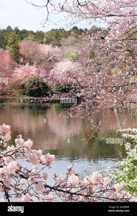 Blooming Sakura Trees In Rokuon Ji Complex Kyoto Japan UNESCO World