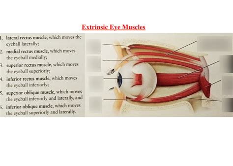 Extrinsic Eye Muscles Diagram Quizlet