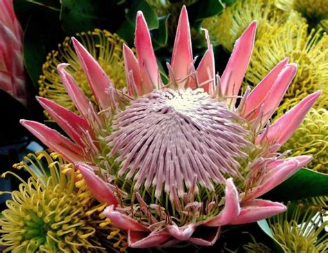 National Flowers South Africa King Protea Protea Cynaroides