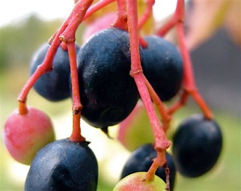 White Imperial Currant Plant Ships Fully Rooted in Soil - Etsy