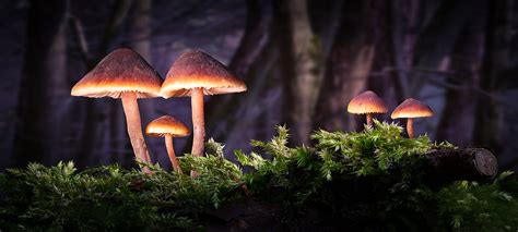 mushroom, hd, 4k, forest, deviantart HD Wallpaper