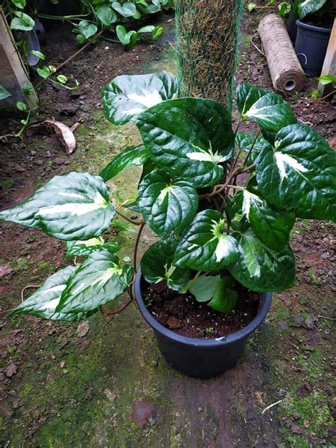 How to Grow Betel Leaf Plant - NurseryBuy