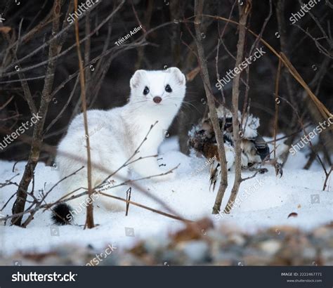 Ermine Winter Coat Looks Back Stand Stock Photo 2222467771 Shutterstock