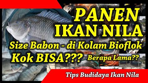 Panen Ikan Nila Size Babon Di Kolam Bioflok Tips Sederhana