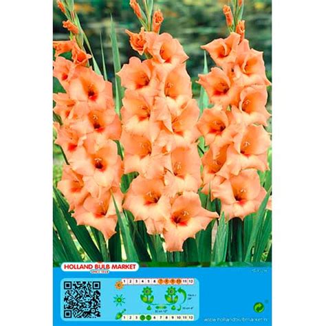 Großblumige Gladiole Peter Pears 76448 zwiebeln Günstiger kaufen bei