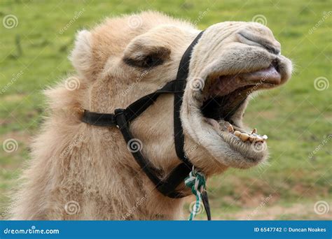 Funny Camel Stock Photo Image Of Wildlife Animal Brown 6547742