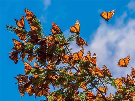 Visita los Santuarios abiertos de la mariposa Monarca Revista Única