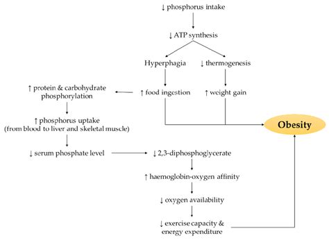 The Mechanism Of Action Underlying The Possible Link Between Phosphorus