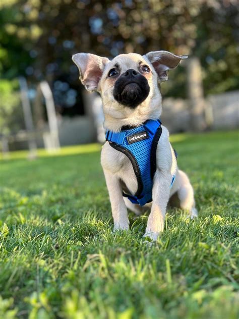 OMG - Maybe the cutest pug mix ever , half aussie : r/pug