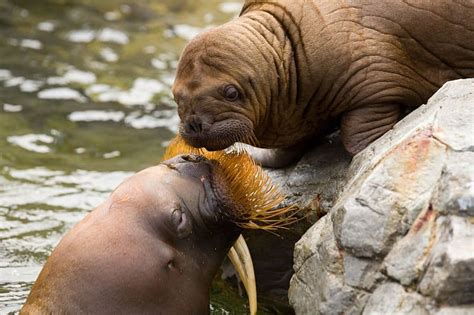 Baby Walrus: 6 Pictures and 8 Amazing Facts - A-Z Animals