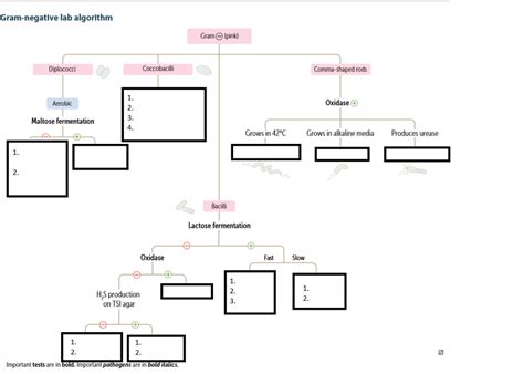 Gram Negative Diagram Quizlet