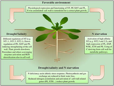 Frontiers Nitrate Uptake Affects Cell Wall Synthesis And Modeling