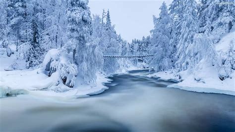 Most Las Zima Drzewa Finlandia Park Narodowy Oulanka Katarakty