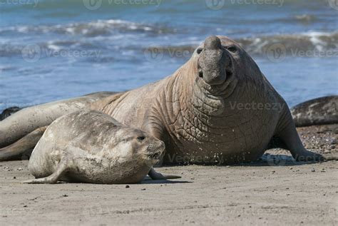 Elephant Seal Couple Mating Peninsula Valdes Patagonia Argentina