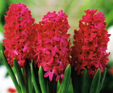 1/2 Price Sale READY TO GROW Prechilled Red Hyacinth Bulbs