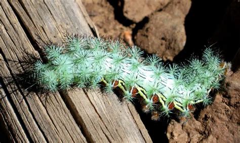 16 Types of Blue Caterpillars (Pictures and Identification)