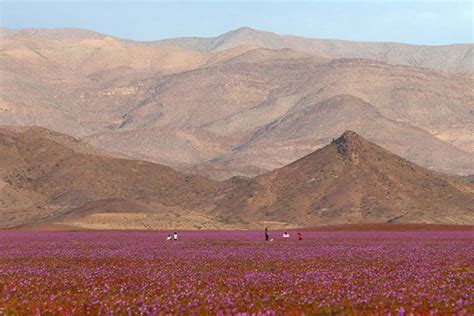 Discover-The-Explosion-Of-Colors-In-Atacama-Desert-After-The-Rainfall ...