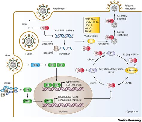 Isg Its Roles In Sars Cov And Other Viral Infections Trends In