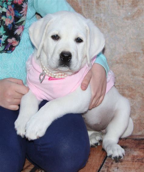 English Lab Puppies For Sale