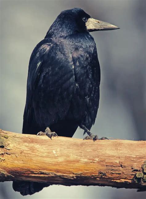 Rook Bird Symbolism, Meaning, and Totem - SacredSymbo