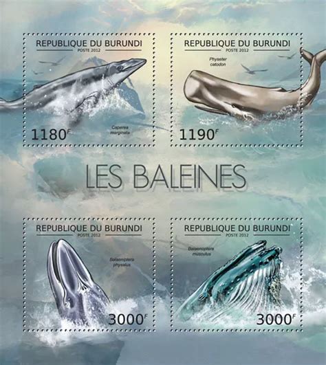 Baleines Vie Marine Mammif Res Marins Burundi M S Sc Mnh