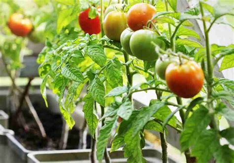 Pomodori In Vaso Ecco Come Coltivarli Bene Coltivazione Biologica