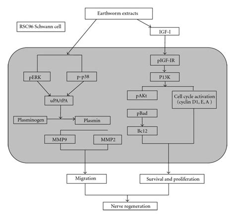 Schematic Model Of Migrative Survival And Proliferative Effects Of