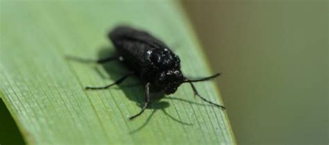 Black Fly Control How To Get Rid Of Black Flies Garden