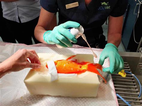 Koi Fish Surgery in Australia Costs $300